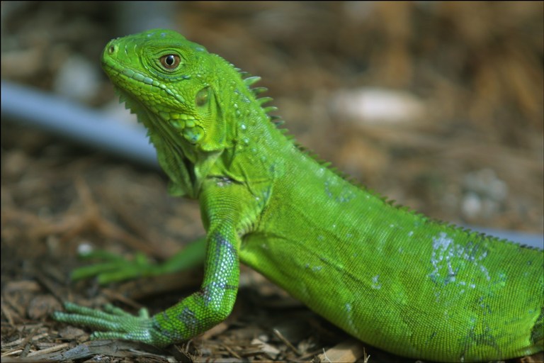 iguana-closeup.jpg